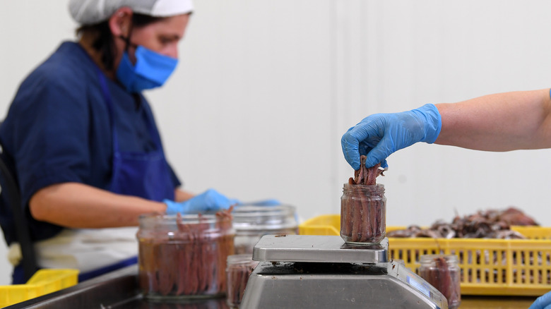 packing anchovies into jars