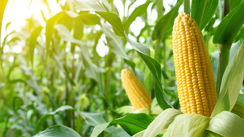 corn on the cob in the field