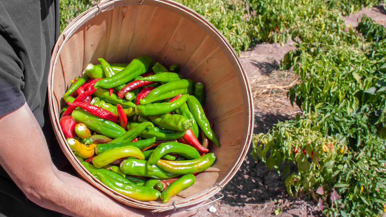 red and green chiles being harvested