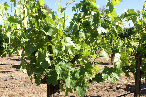 Head-Pruned Vines