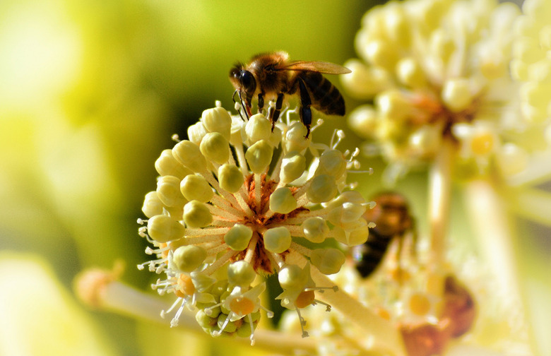 Bee Pollen