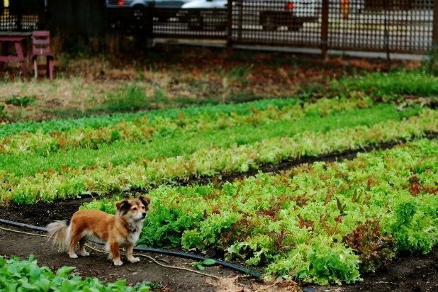 Green City Acres