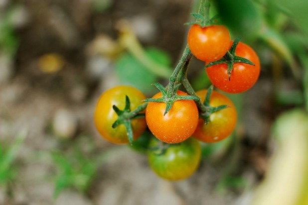 Stoney Paradise Farms