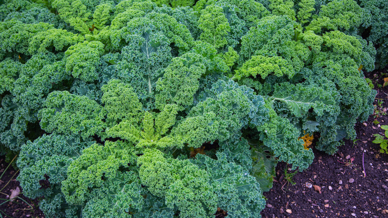 Kale growing on a farm