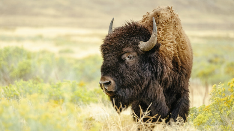 bison standing on the plains