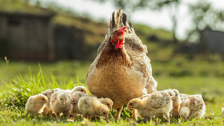 mother hen and chicks in grass