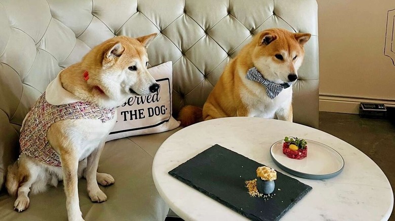 Two canine diners at Dogue