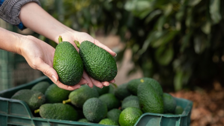 Hands hold out two avocados before cart of more