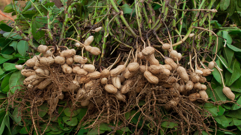 Peanut plant with roots attached