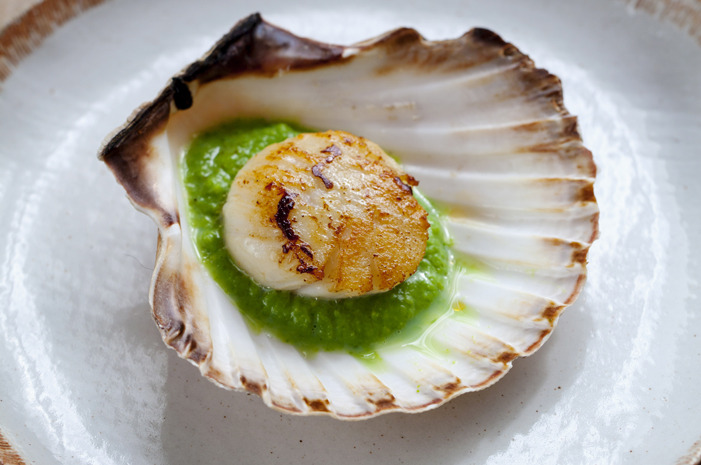 Seared Scallops With Pea Purée