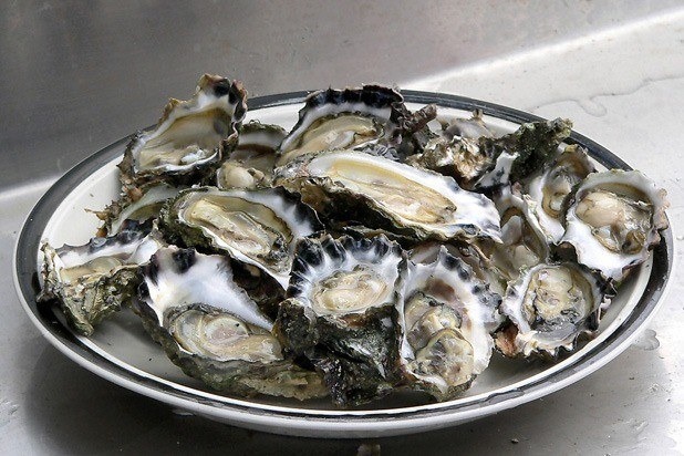 Oysters