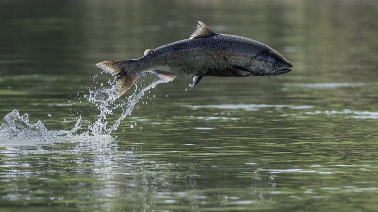 Salmon jumping out of the water