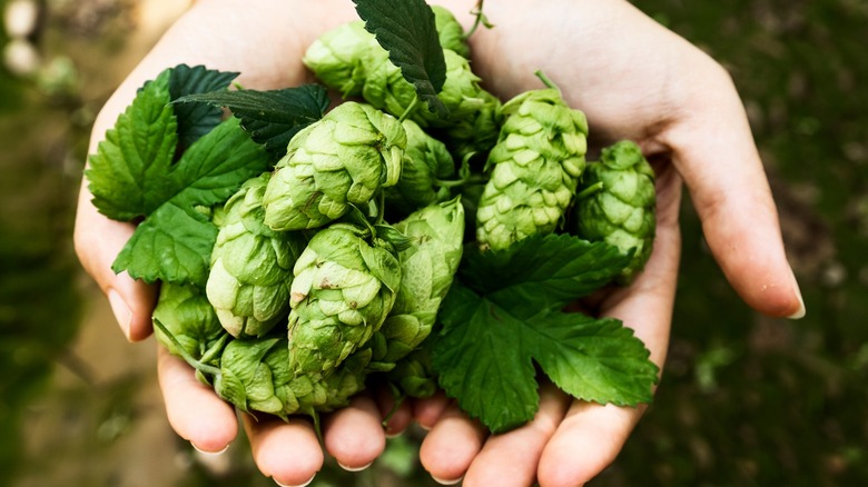 Hands holding hops