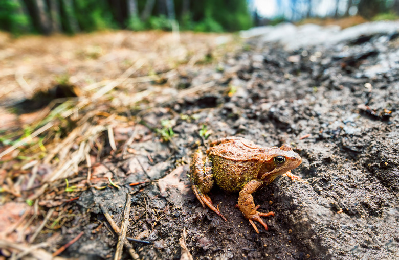 People Used to Put Live Frogs in Their Milk to Keep It Fresh