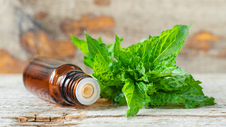 peppermint leaves and essential oil bottle