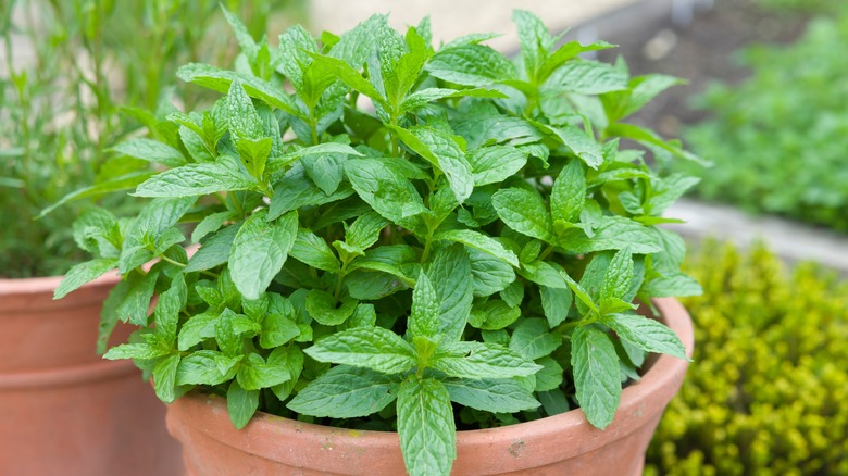 mint growing in a plant pot