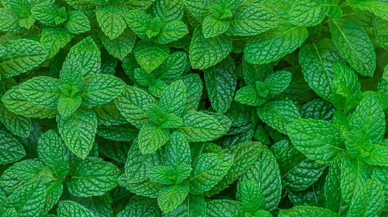 peppermint leaves