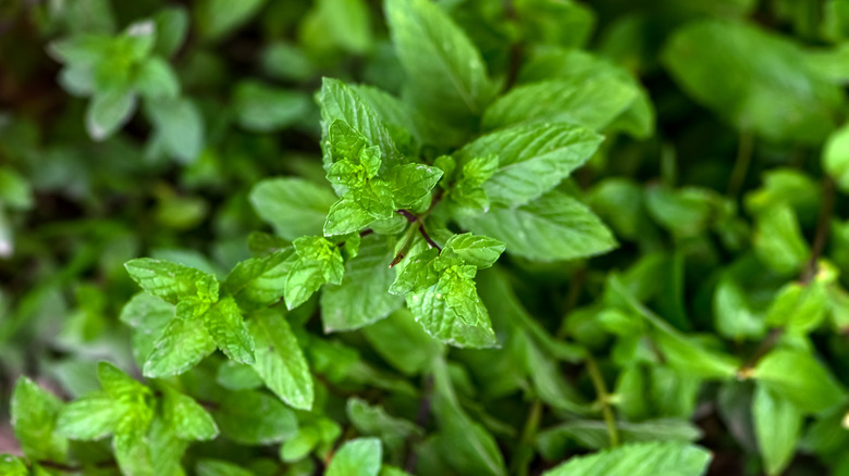 spearmint plant