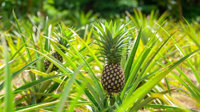 pineapples-don-t-actually-grow-on-trees