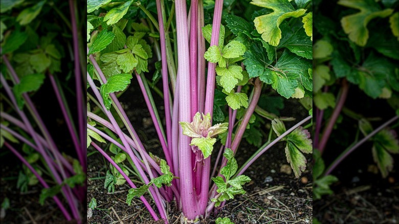 pink celery growing from soil