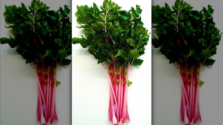 pink celery on white background