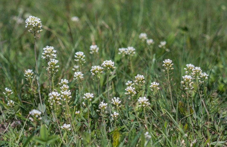 Field pennycress