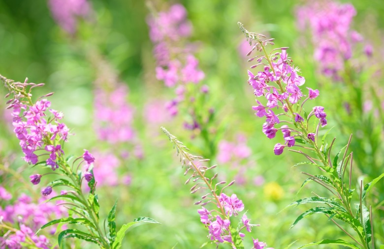 Fireweed