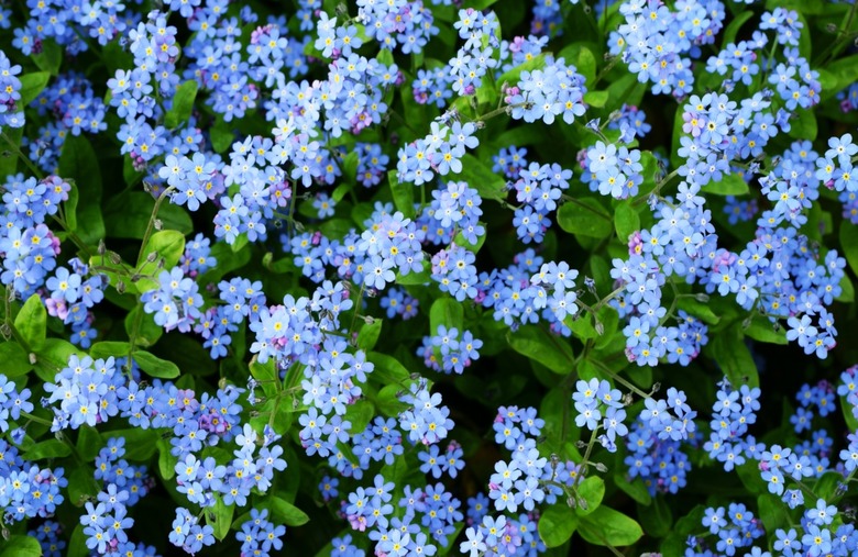 Forget-Me-Not