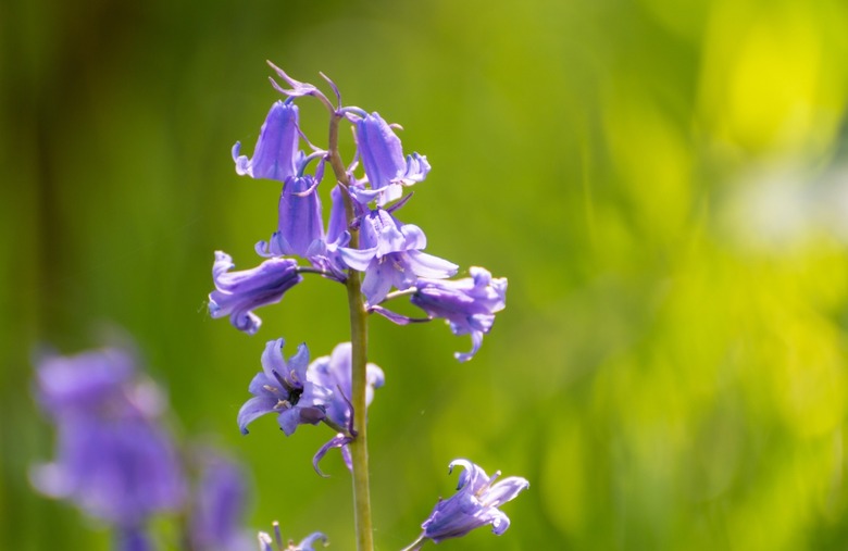 Harebell