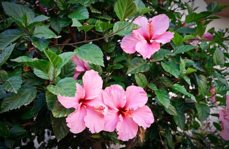 Hibiscus