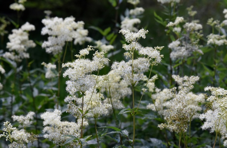 Meadowsweet