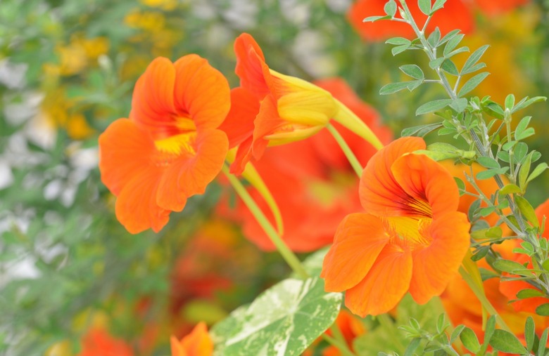 Nasturtiums