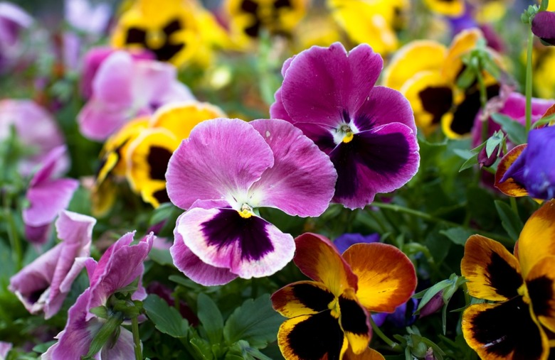 Pansies