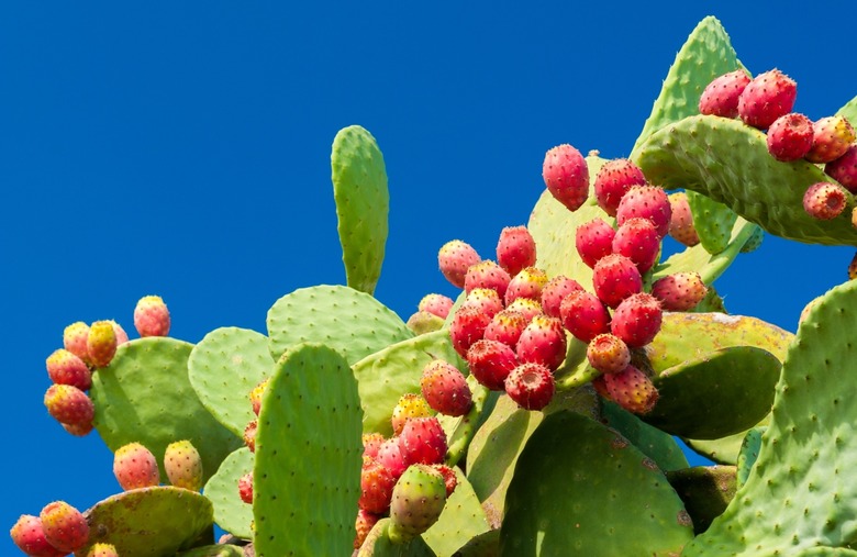 Prickly pear