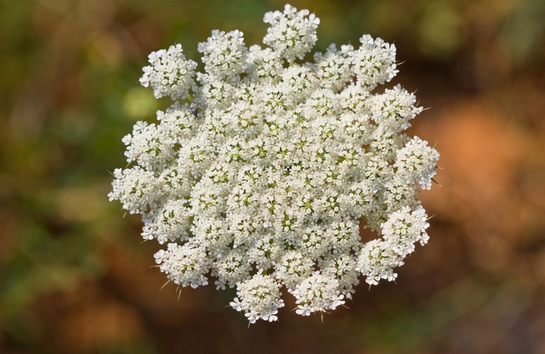 Queen Anne's lace