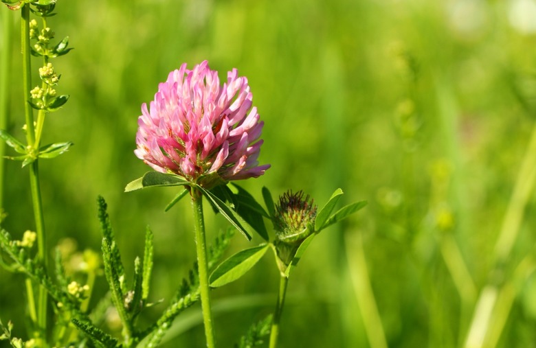 Red clover