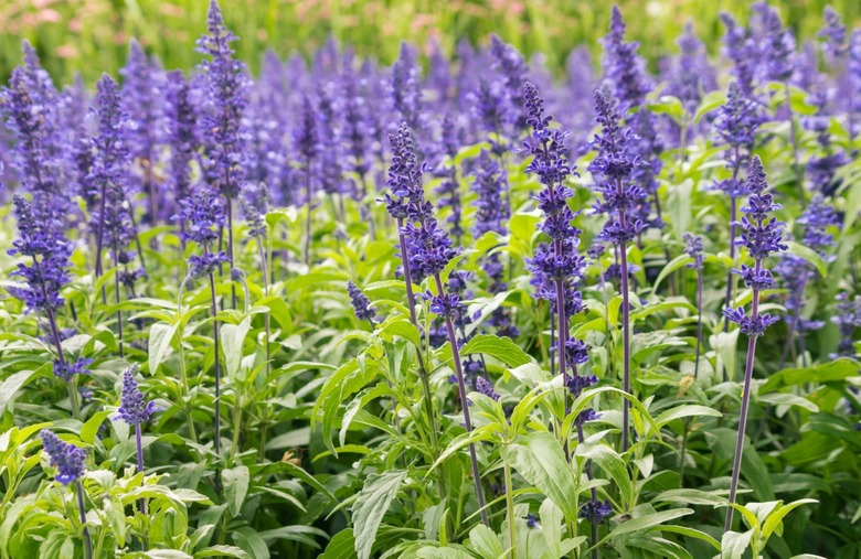 Sage flowers