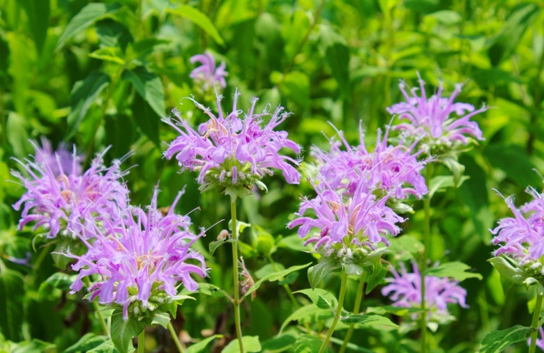 Wild bee balm