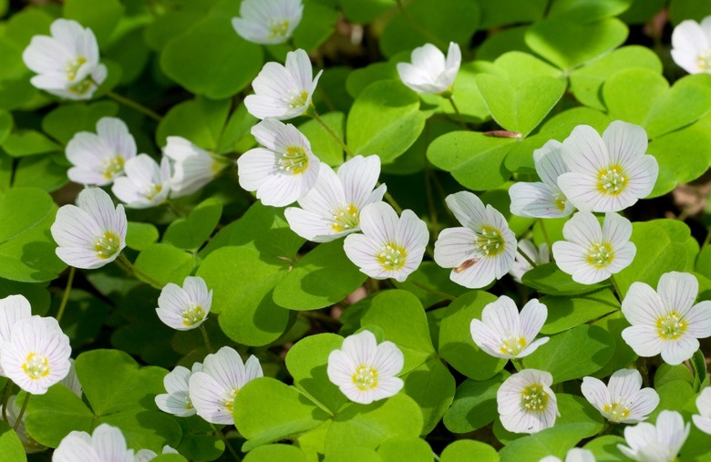 Wood sorrel