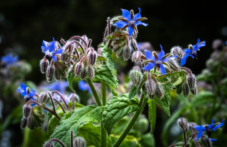 Borage blossoms