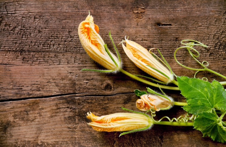 Zucchini blossoms