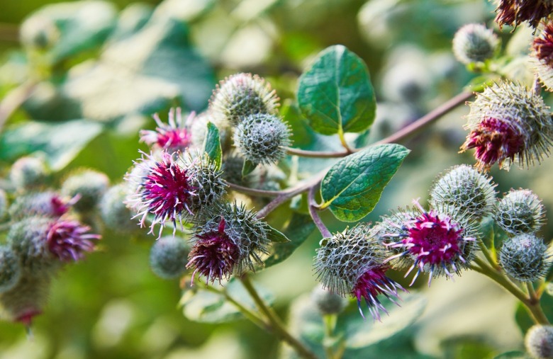 Bull thistle