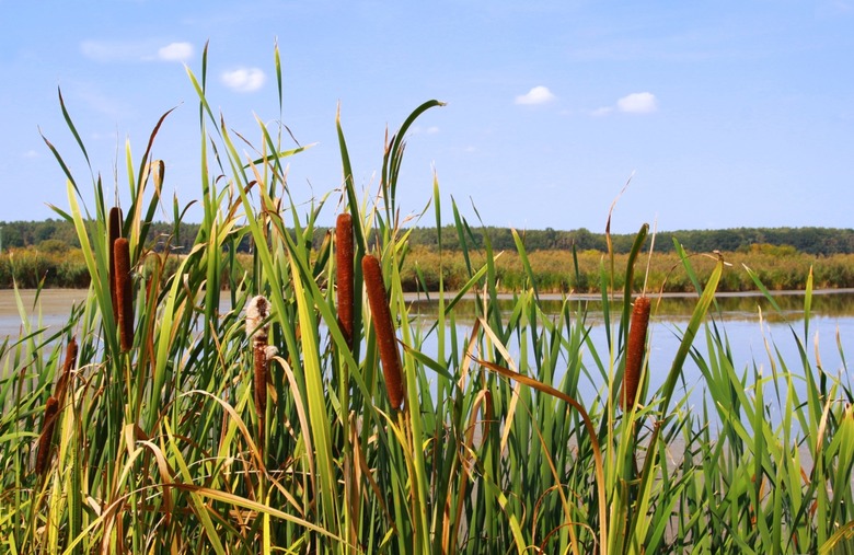 Cattail