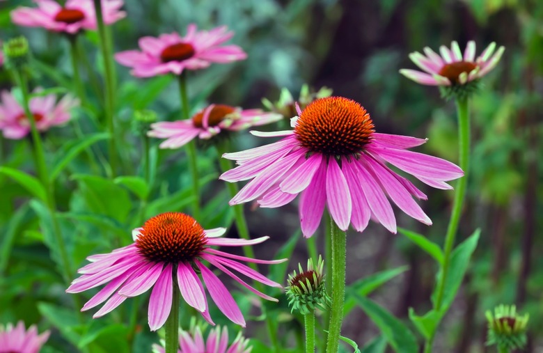 Coneflower