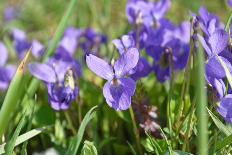 Violets