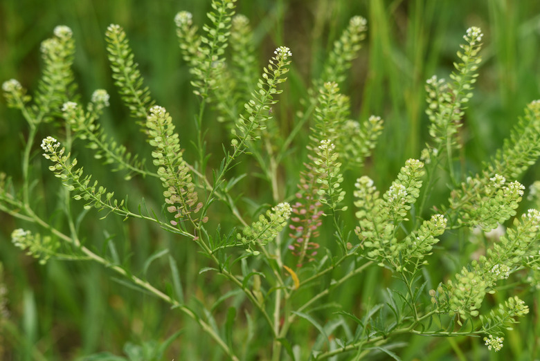 Peppergrass