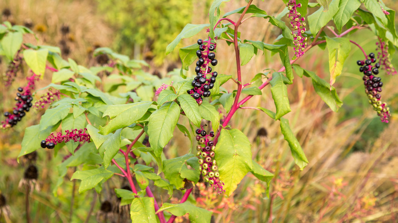 mature pokeweed plant