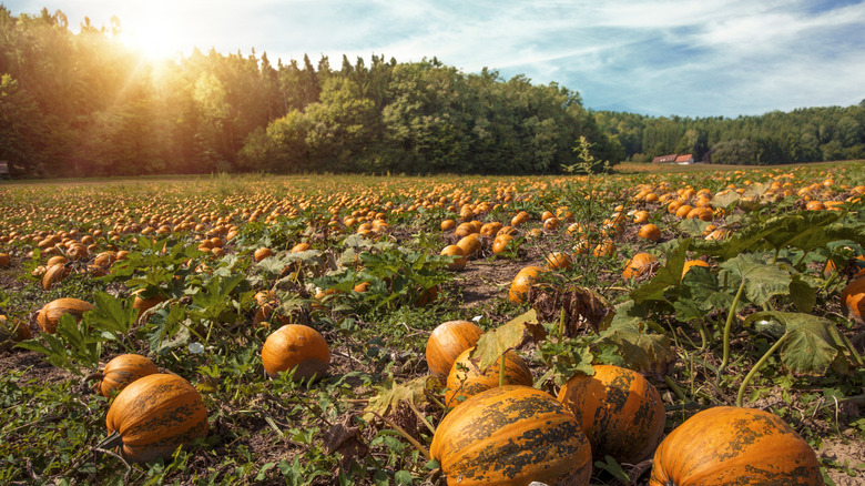 Styrian pumpkin patch