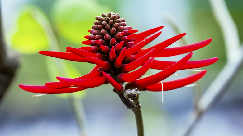 Red flor de colorin