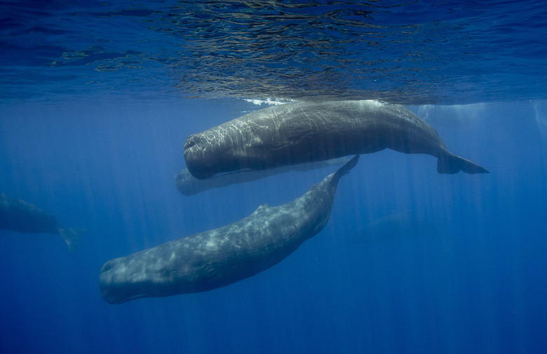 Sperm whale